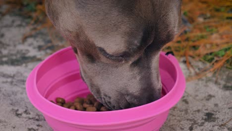 Close-up-view-of-face-of-cute-brown-dog-eating-food-from-pink-bowl