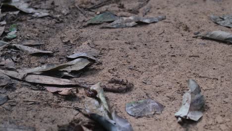 this earthworm seen being attacked by this army of black ants as it twist and turn to get rid of them