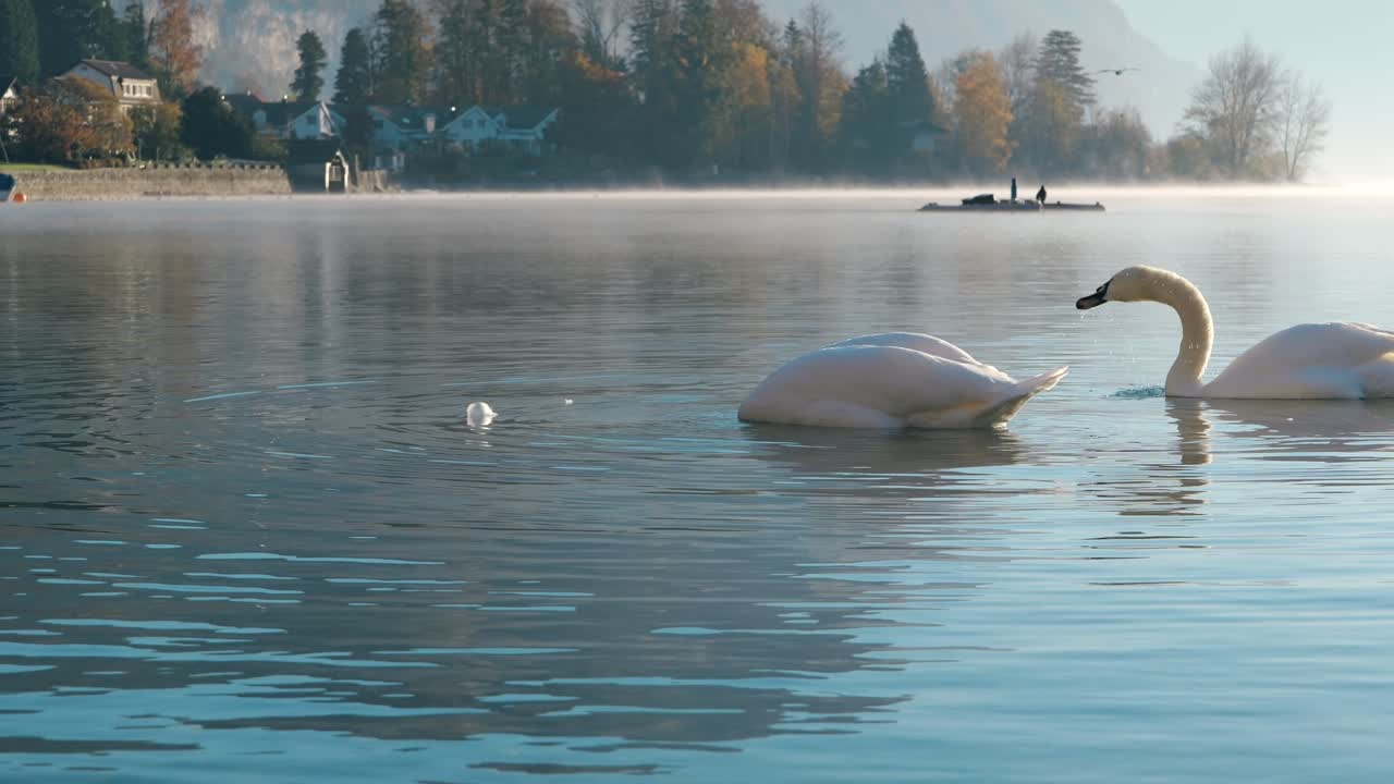 Two swans gracefully floating on Walensee under soft morning light and mist