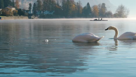 two swans gracefully floating on walensee under soft morning light and mist