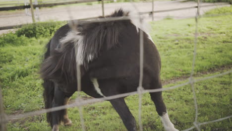 A-small-pony-grazes-in-the-pasture-behind-a-fence