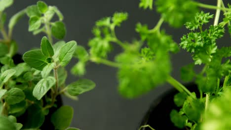 various herbs in bowl 4k