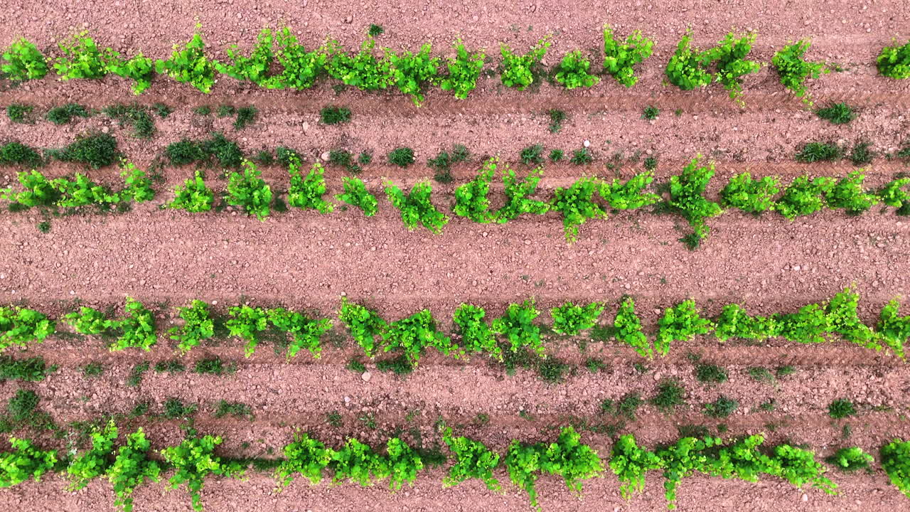 Cinematic top-down aerial shot flying forward over vineyard rows in La Rioja, Spain. Green grapevines on brown soil, perfect pattern. Wine production, viticulture, bodega concept