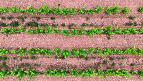 cinematic top-down aerial shot flying forward over vineyard rows in la rioja, spain. green grapevines on brown soil, perfect pattern. wine production, viticulture, bodega concept