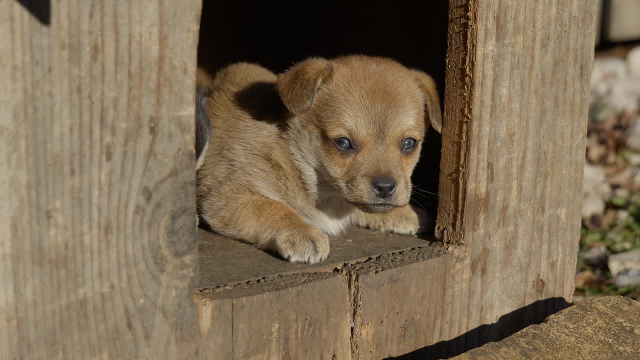 Brown puppy looking at the camera from an outdoor doghouse