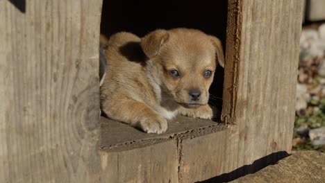 brown puppy looking at the camera from an outdoor doghouse