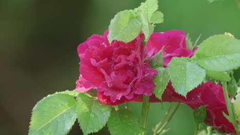 rosa rosa flores después de la lluvia