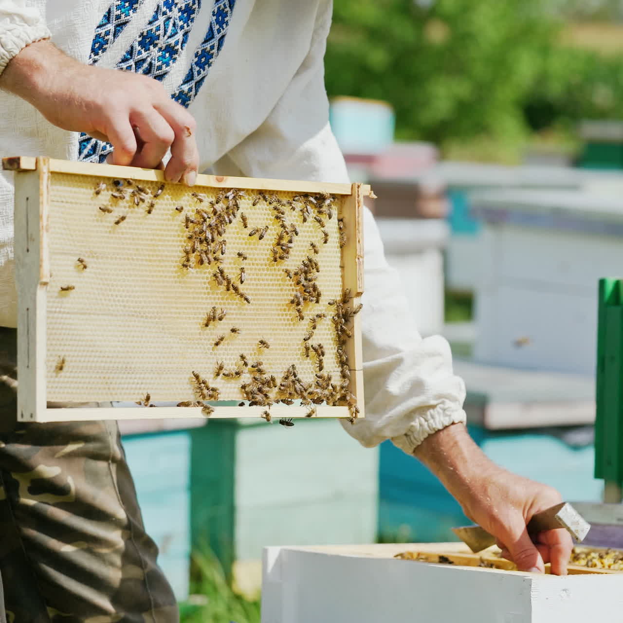 Beekeeper is working with bees and beehives on the apiary. Bees on honeycomb. Frames of a bee hive. Beekeeping. Honey.