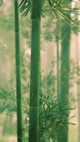 close up of tall bamboo stalks in a forest