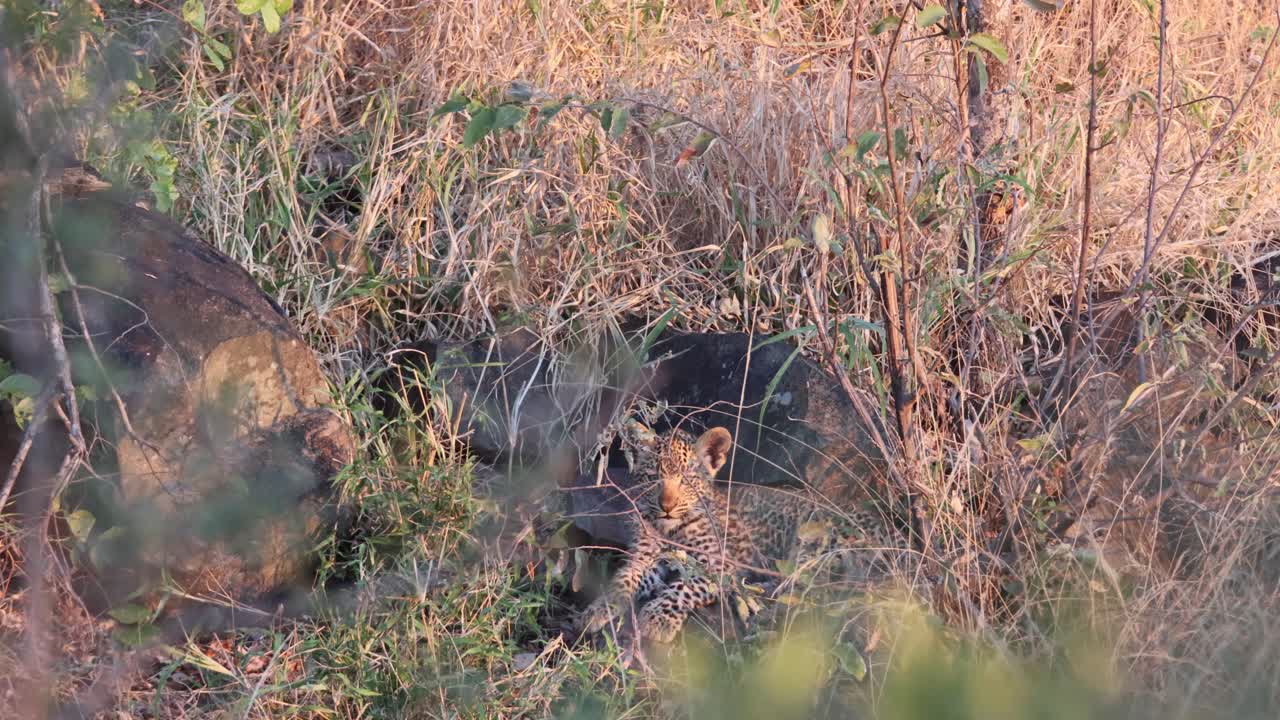 Cute African Leopard cub is well hidden in tall grass near den