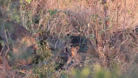 cute african leopard cub is well hidden in tall grass near den