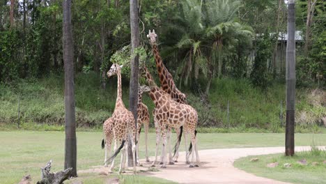 multiple giraffes feeding and socializing in a grassy enclosure