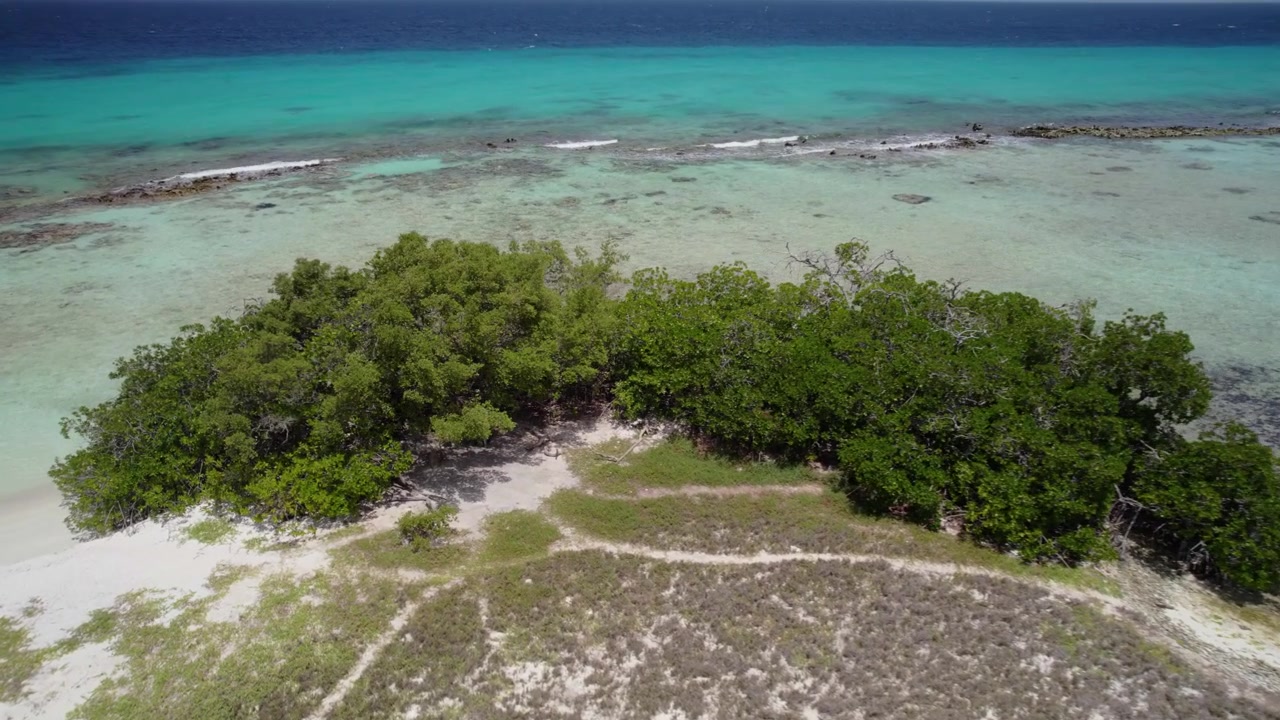 Veduta aerea di acque caraibiche limpide e poco profonde che rivelano chiazze di barriere coralline e bassi fondali sabbiosi che si estendono verso l'orizzonte dell'oceano blu profondo. La vegetazione rada si collega alla fitta chioma verde delle mangrovie