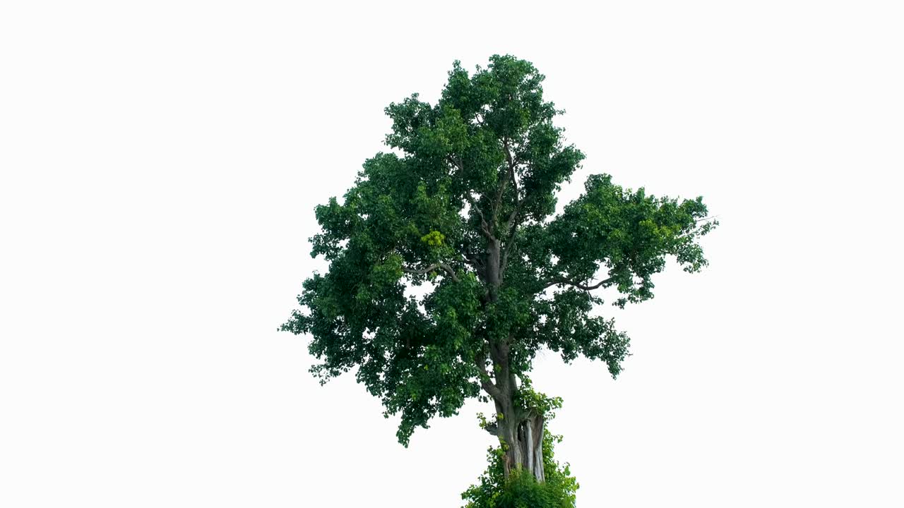 tree isolated in the wind on white background