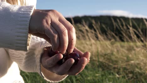 Mujer-Sosteniendo-Un-Montón-De-Cerezas-Maduras-Rojas-Frescas-Con-Fondo-De-Campo