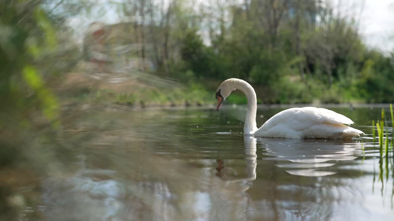 Slow motion water level clip of graceful Mute Swan floating on serene park lake in London