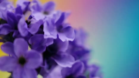 close-up of purple flowers with a soft, colorful background