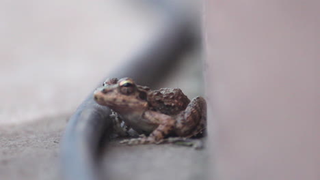 Rana-Perezosa-Durmiendo-Cerca-De-La-Pared