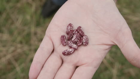 Slow-motion-close-footage-of-red-beans-in-an-open-palm