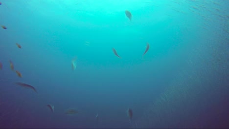 Jackfish-hunting-simultaneously-in-slow-motion