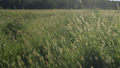 camera drifts through wild grass in a field at golden hour gently blowing in the breeze