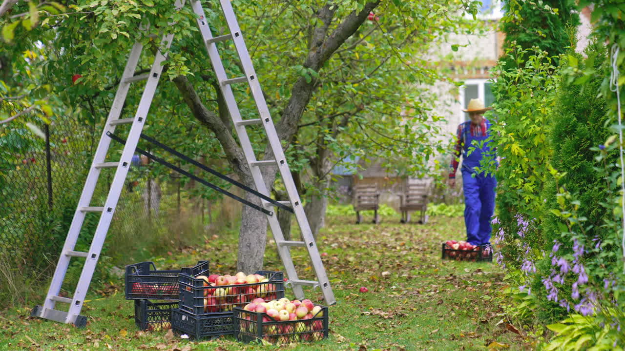 Fruit farmer harvesting an apple. Farmer bringing a ladder for picking up.