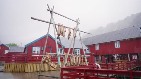 imágenes de un estante de secado de salmón en el hermoso pueblo pesquero de å en un día lluvioso en las islas lofoten, noruega