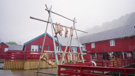 footage of a salmon drying rack in the beautiful fisher village of å on a rainy day in the lofoten islands, norway