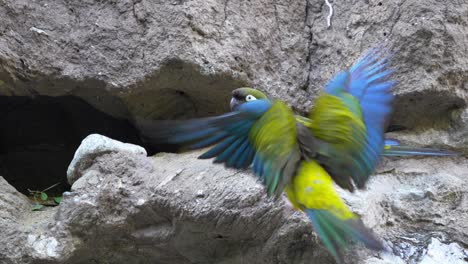 Colorful-burrowing-parrots-in-their-cave-entrance,-natural-habitat