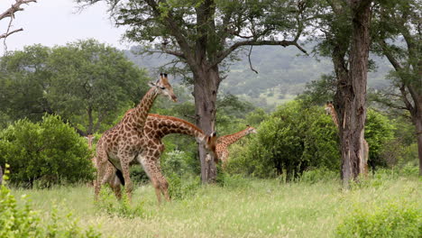 Jirafas-Macho-Comienzan-A-Pelear-En-Reserva-Sudafricana,-Posibilidad-Remota