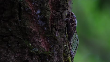 Eine-Mücke-Davor,-Während-Diese-Zikade-Ihren-Körper-Und-Ihre-Beine-Bewegt,-Hemiptera,-Thailand