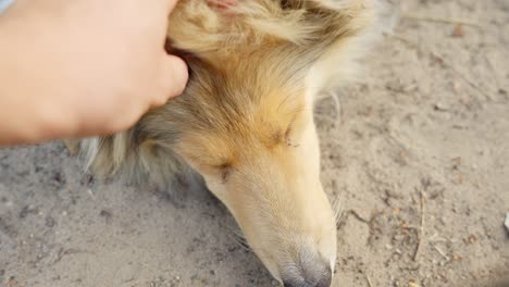 Rough-collie-dog-sleeping-on-sandy-ground-and-being-pet-by-master