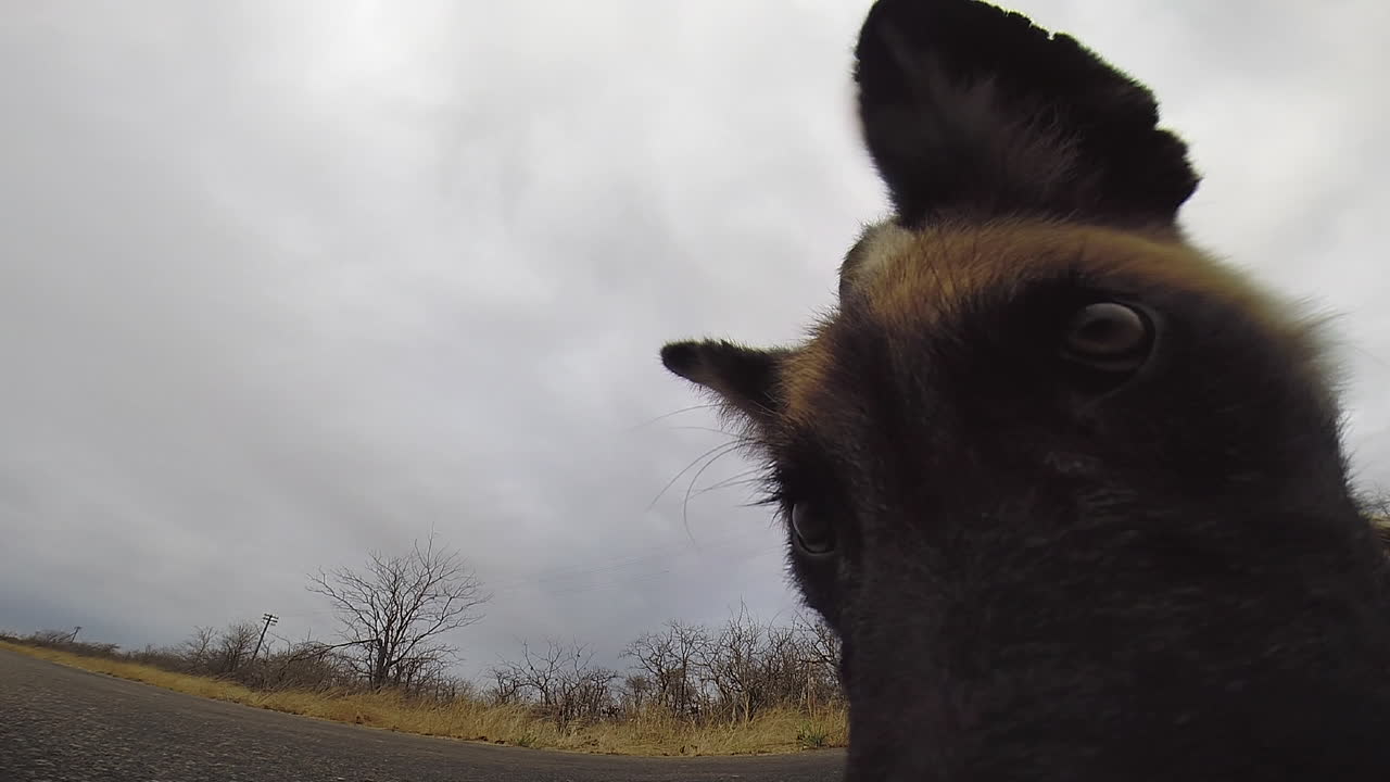 joven cachorro de perro salvaje africano en peligro de extinción curiosamente se acerca a un gorpro en una carretera en el desierto del gran parque kruger, punto de vista del suelo