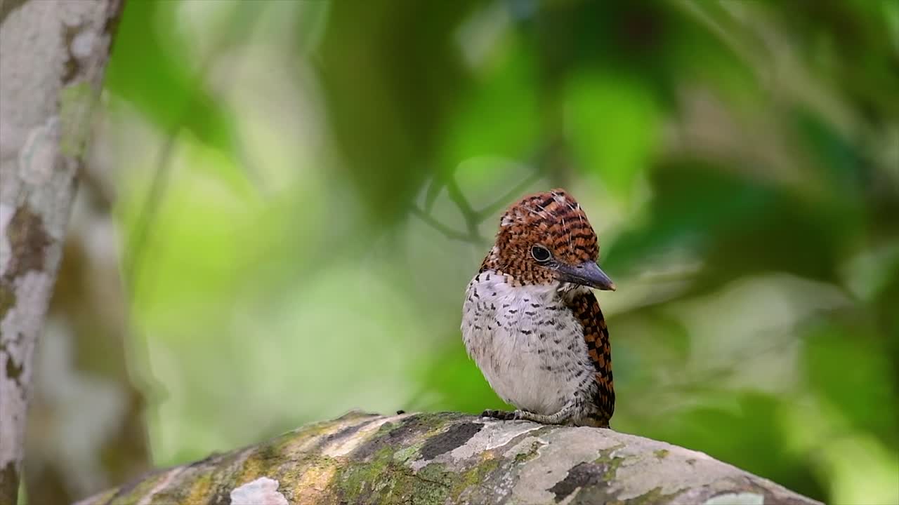 un martín pescador de árboles y una de las aves más hermosas que se encuentran en tailandia dentro de las selvas tropicales