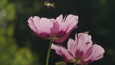 Closeup-shot-of-bees-as-they-fly-around-a-poppy-in-spring