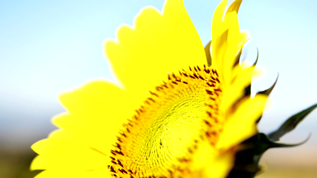 Detail of of the head of sunflower, Agriculture Industrial cinematic background