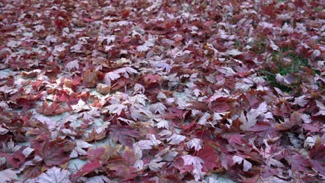 beautiful red maple leafs fallen on the sidewalk during peak autumn fall season