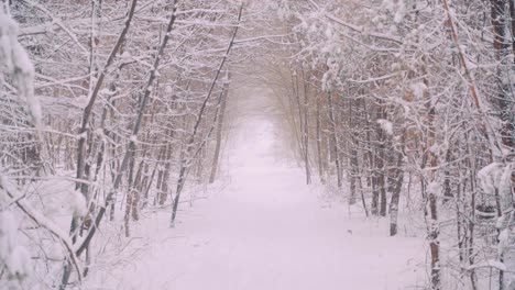 path in the middle of a very snowy forest in the netherlands, wide shot