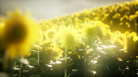 sunflower field on a warm summer evening