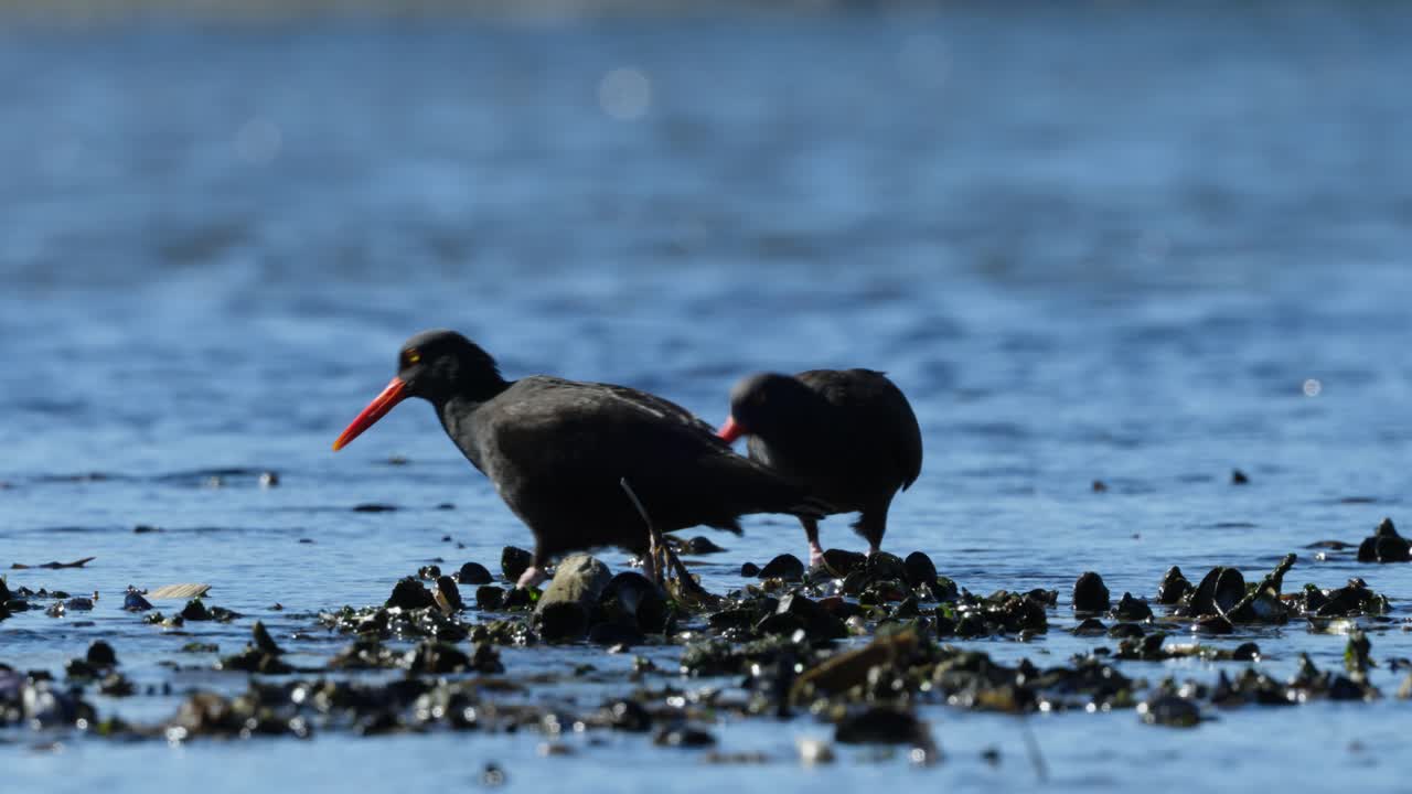 Due beccacce di mare nere cercano cibo con la bassa marea sulla costa della Columbia Britannica, Canada.