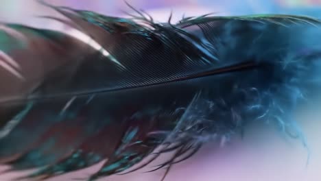 close-up of colorful bird feathers