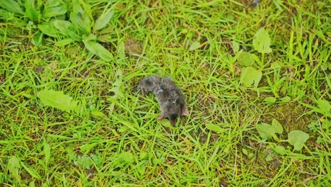 close up of dead mole surrounded by buzzing flies in green grass, slow zoom out