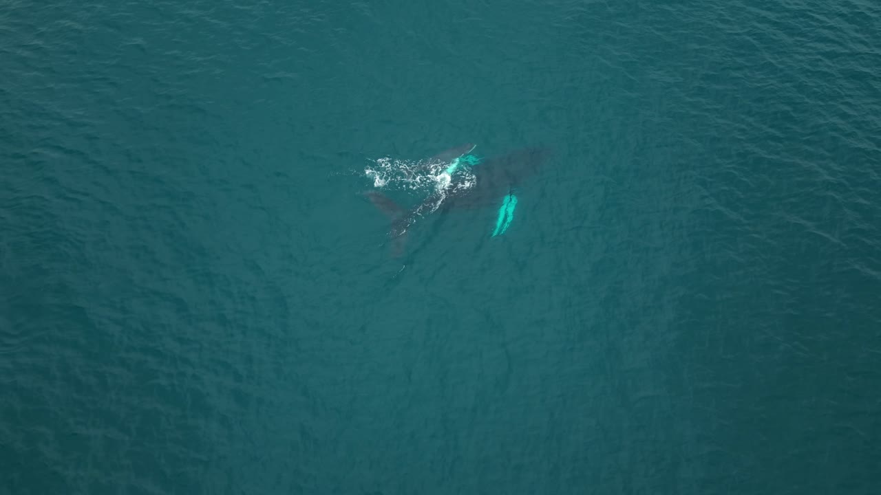 Stunning Aerial footage of a whale mother and calf gliding close together, the mother exhaling before diving slightly while her calf stays near the surface, a calm and intimate ocean moment