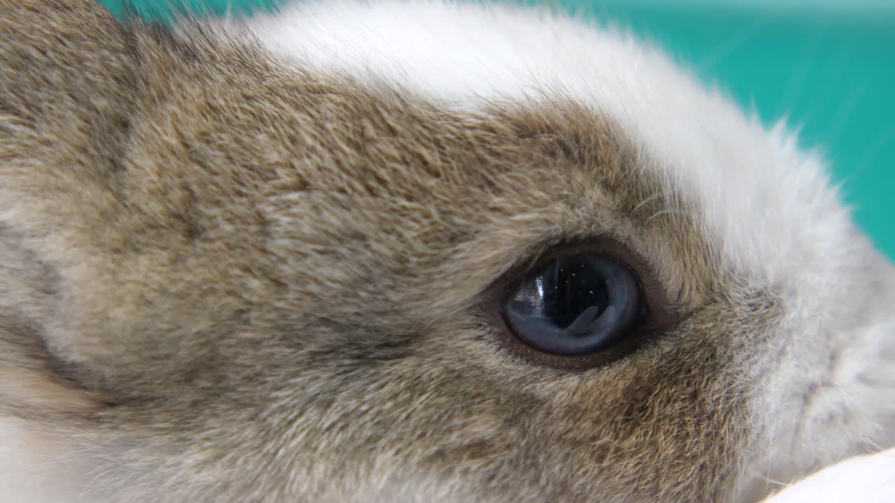 Close-up of a Baby Rabbit's Eye
