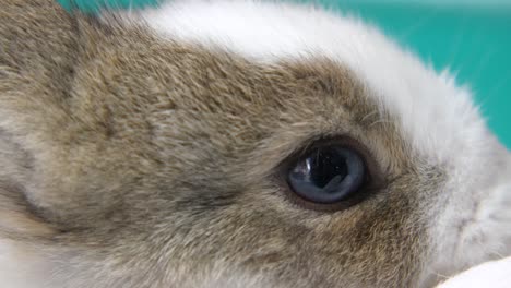 close-up of a baby rabbit's eye