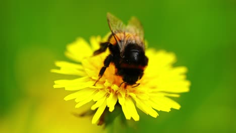 bumblebee forages on yellow milkweed in sunny natural setting, frontal macro establishing
