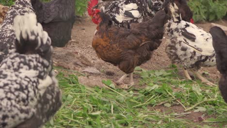 Los-Pollos-Criados-En-Libertad-En-Cámara-Lenta-Exhiben-Un-Plumaje-Espeso-Y-Saludable