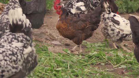 i polli ruspanti al rallentatore mostrano un piumaggio denso e sano