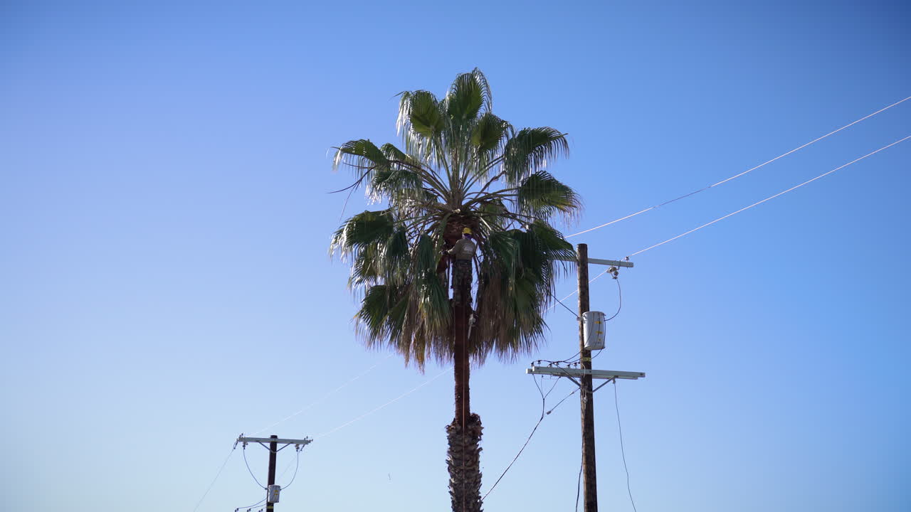 로스 앤젤레스, 캘리포니아에서 야자수를 절단하는 남자