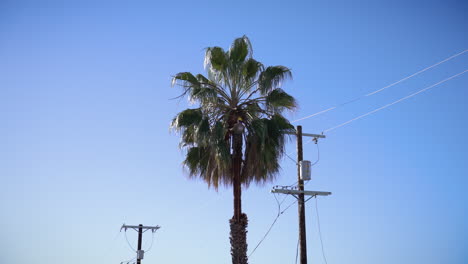 Man-cutting-a-palm-tree-in-Los-Angeles,-California